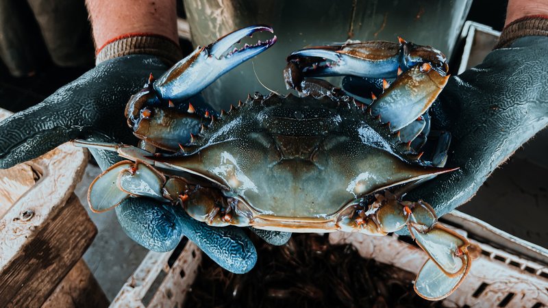 blue crab