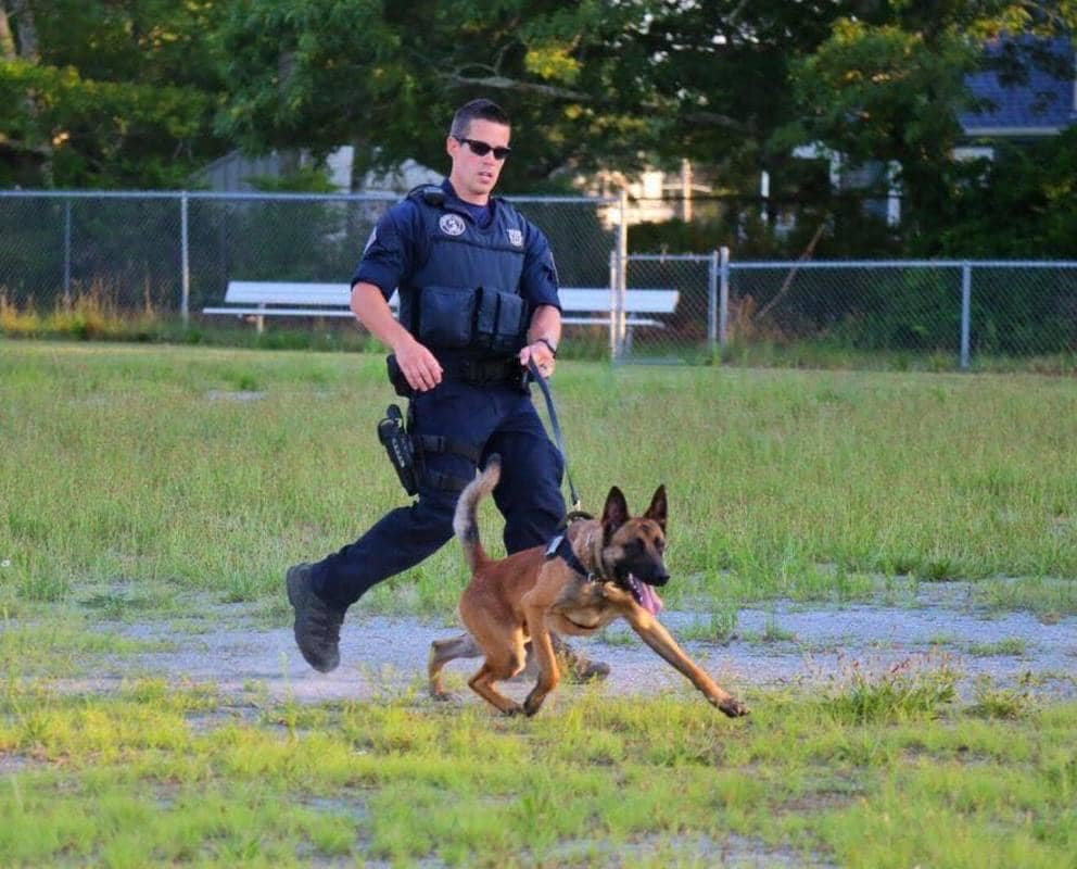 Massachusetts police dog