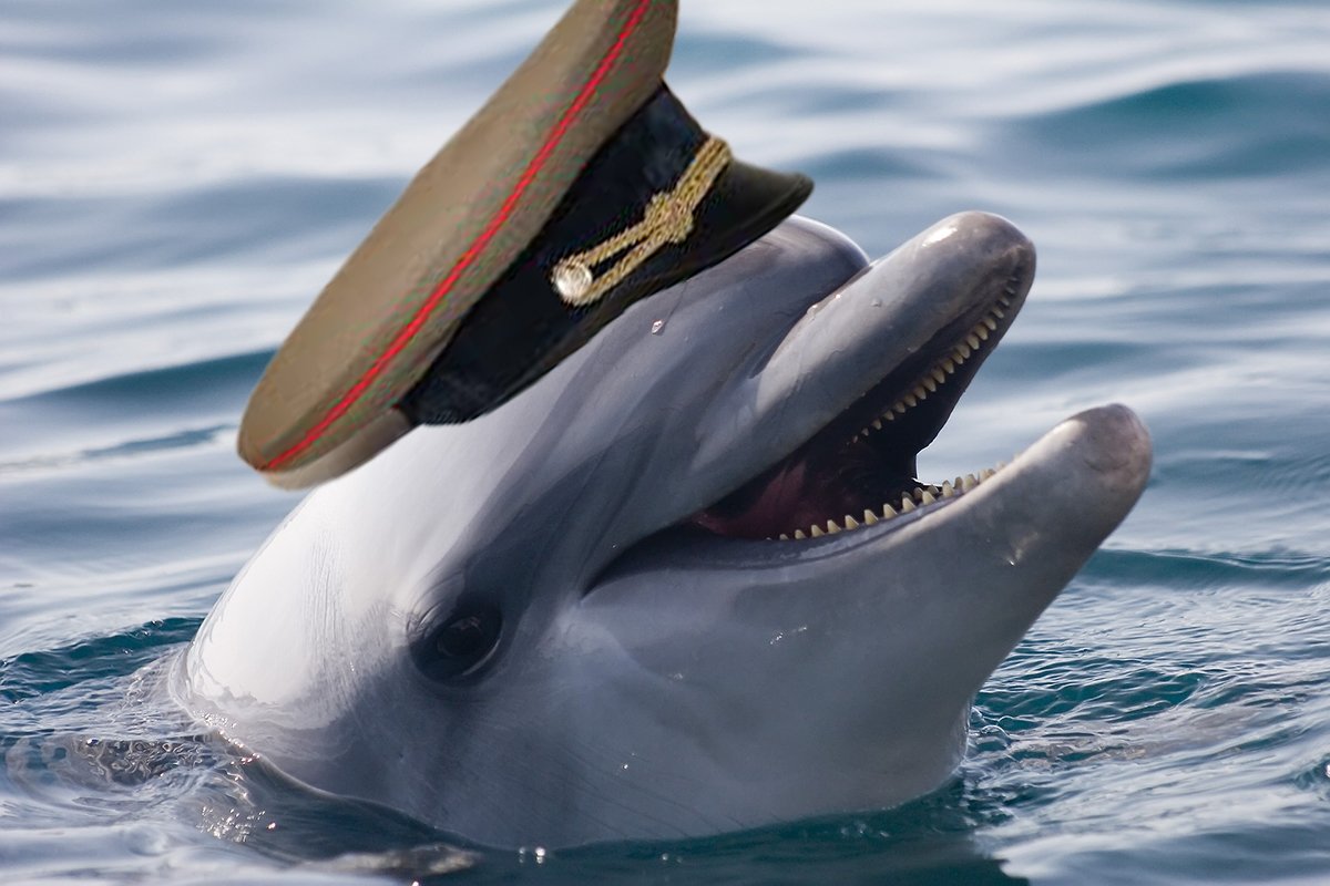 Russian Dolphin