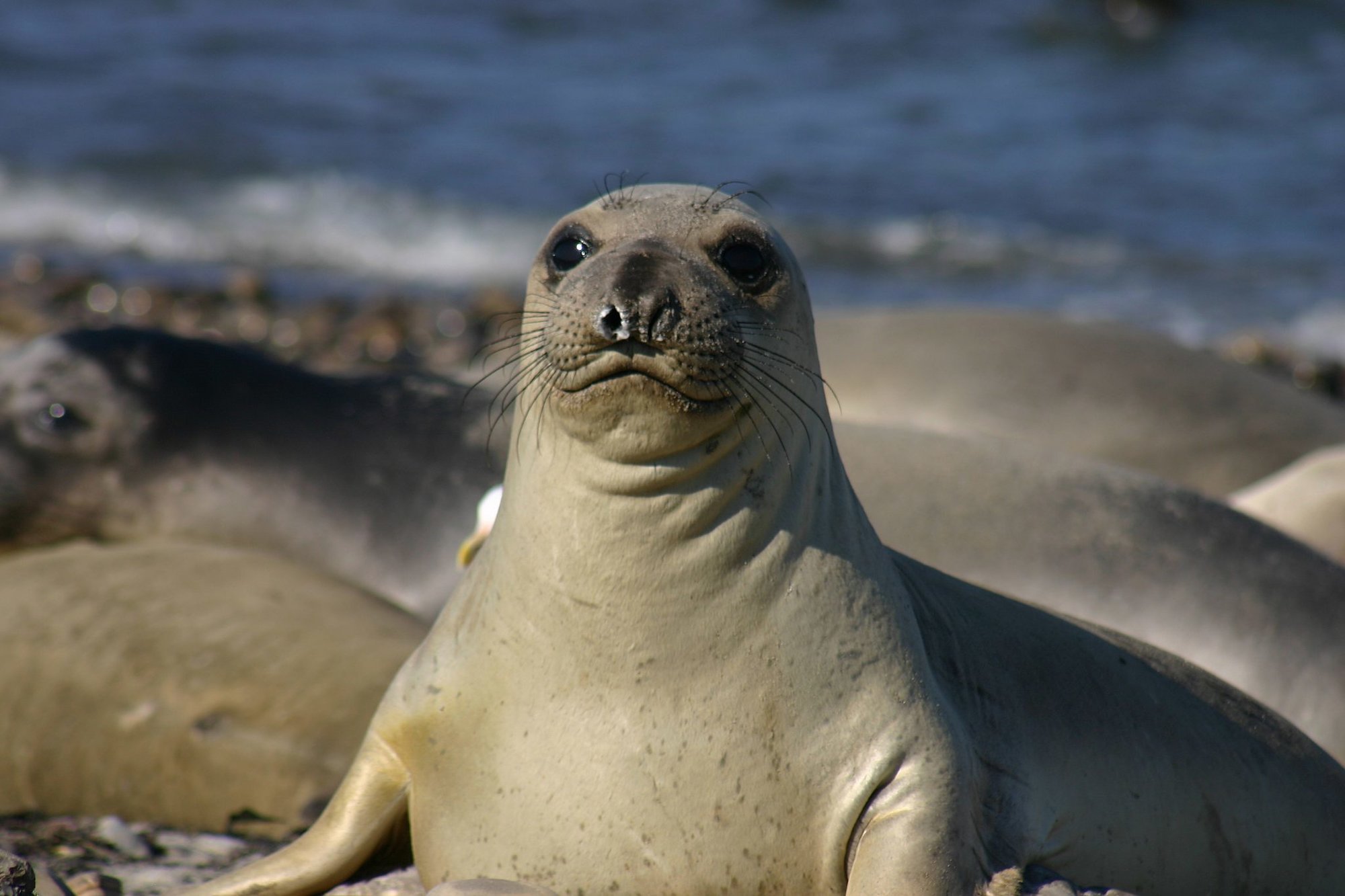 elephant seal