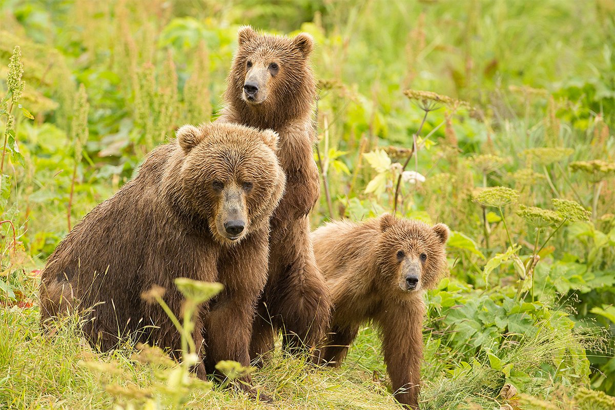 grizzly bears