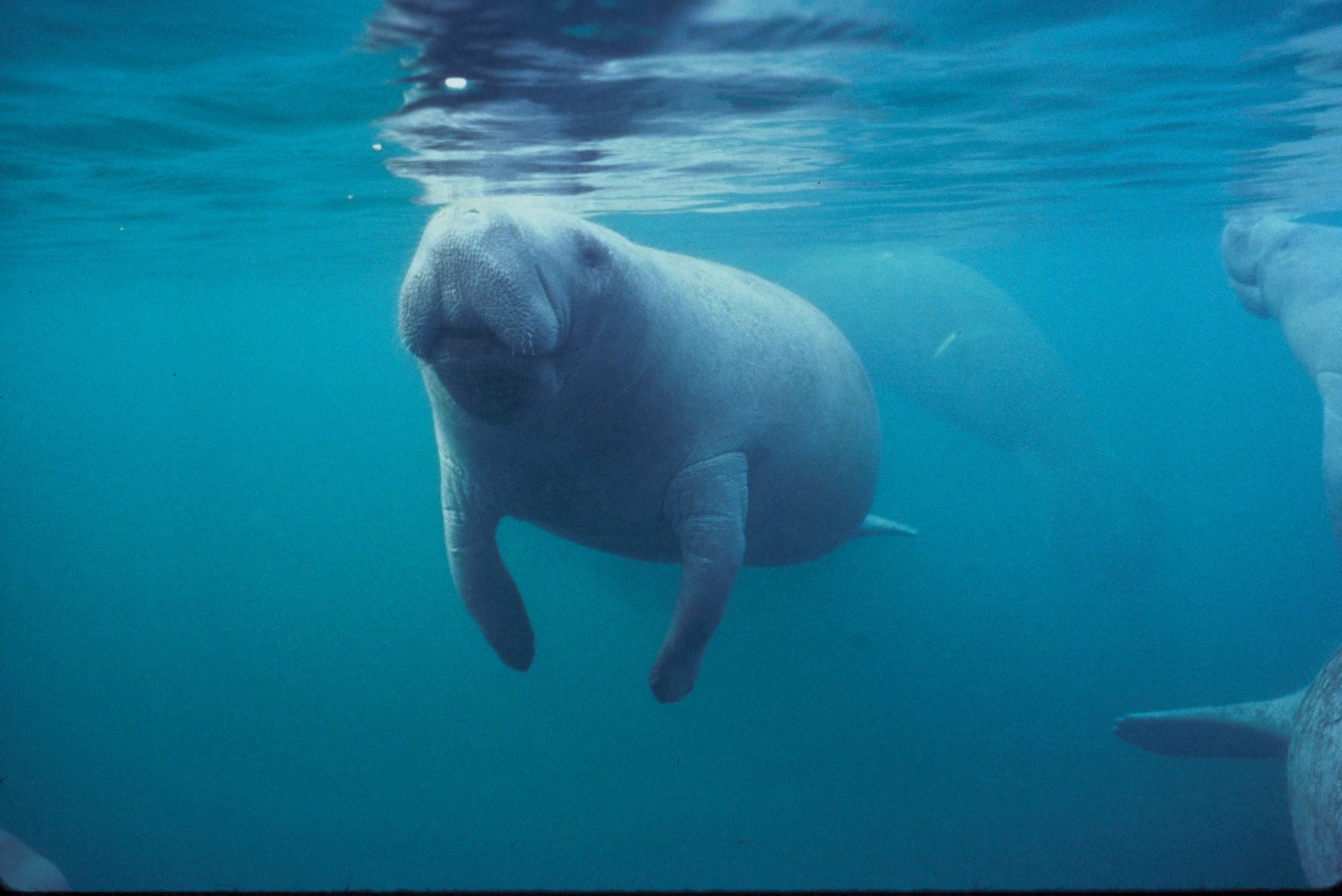 manatees