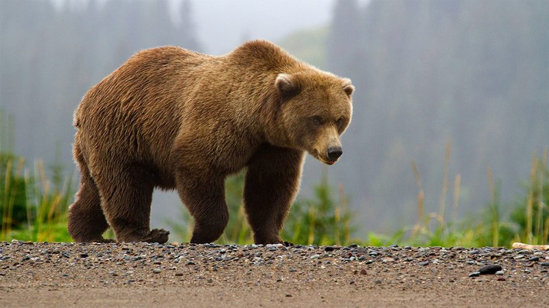 bear2.jpg