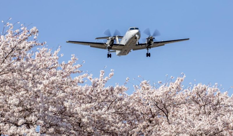 Japan cherry blossoms