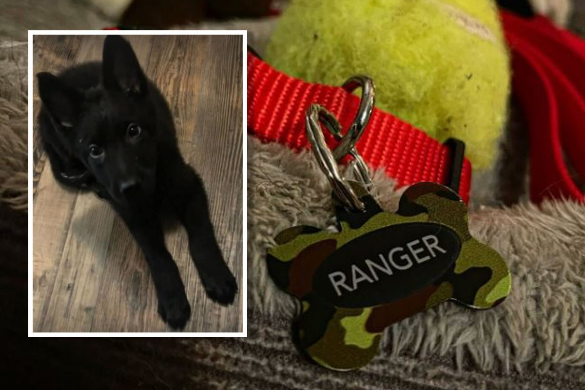 Ranger puppy killed