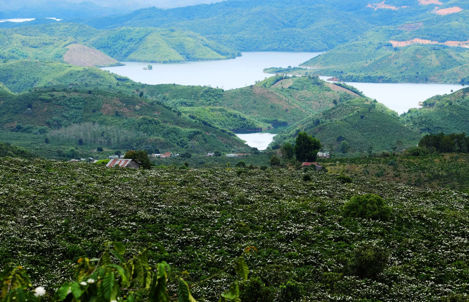 Good Morning, Vietnam: How A War-Torn Country Became the Second Largest Producer of Coffee in the World