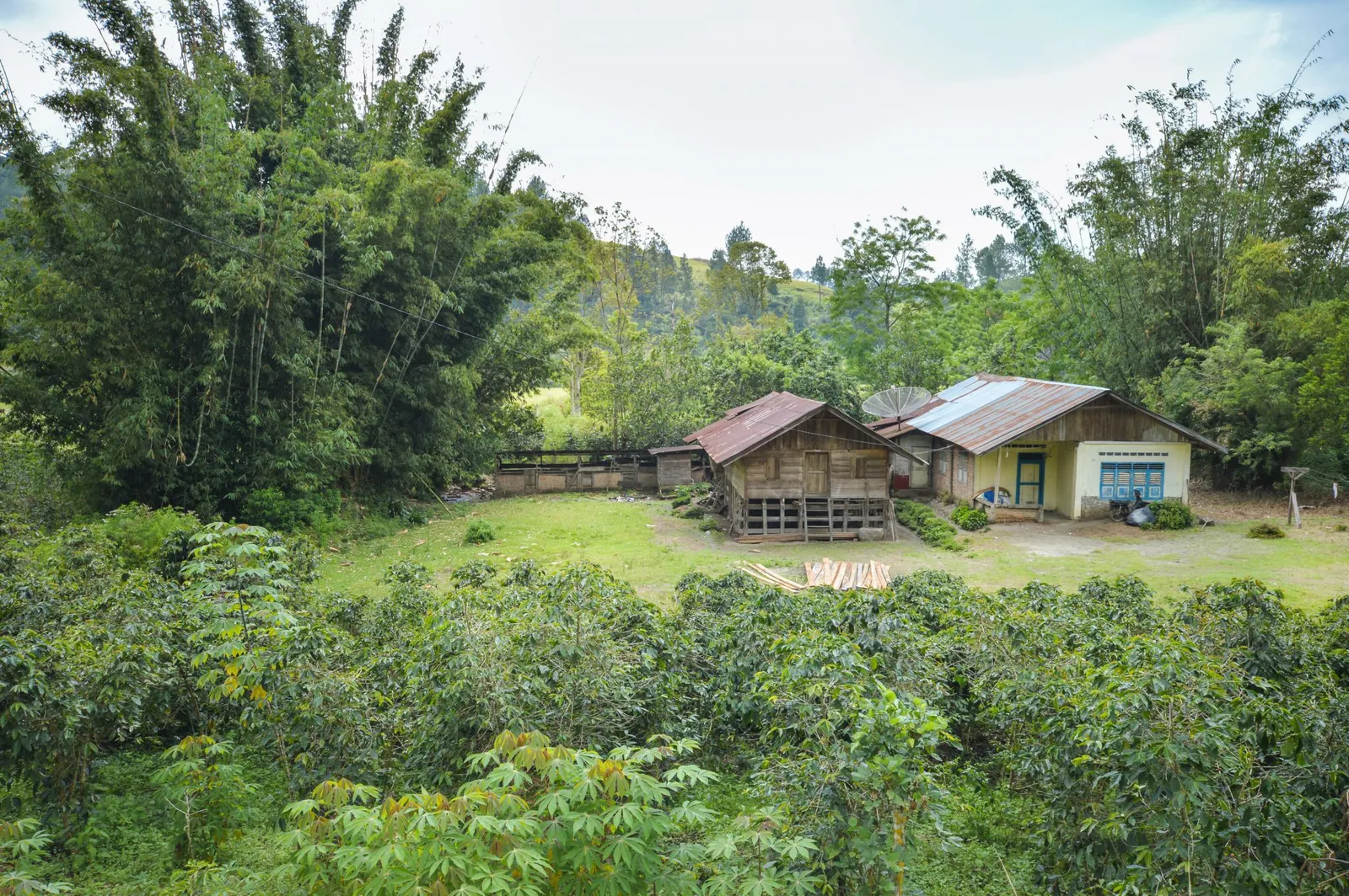 sumatra, coffee, indonesia, thirty presents out, black rifle coffee company, exclusive coffee subscription, ECS, BRCC