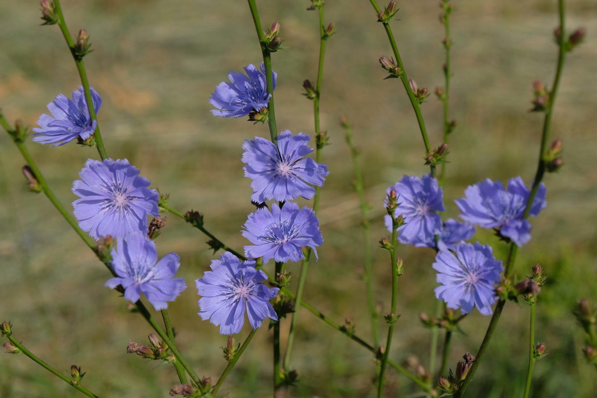 chicory coffee