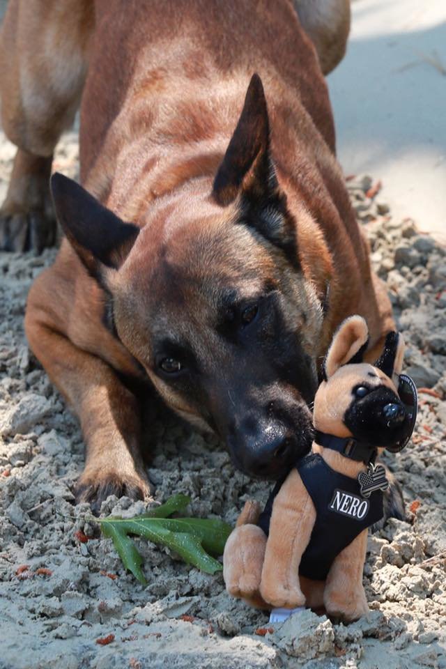 Massachusetts Police Dog