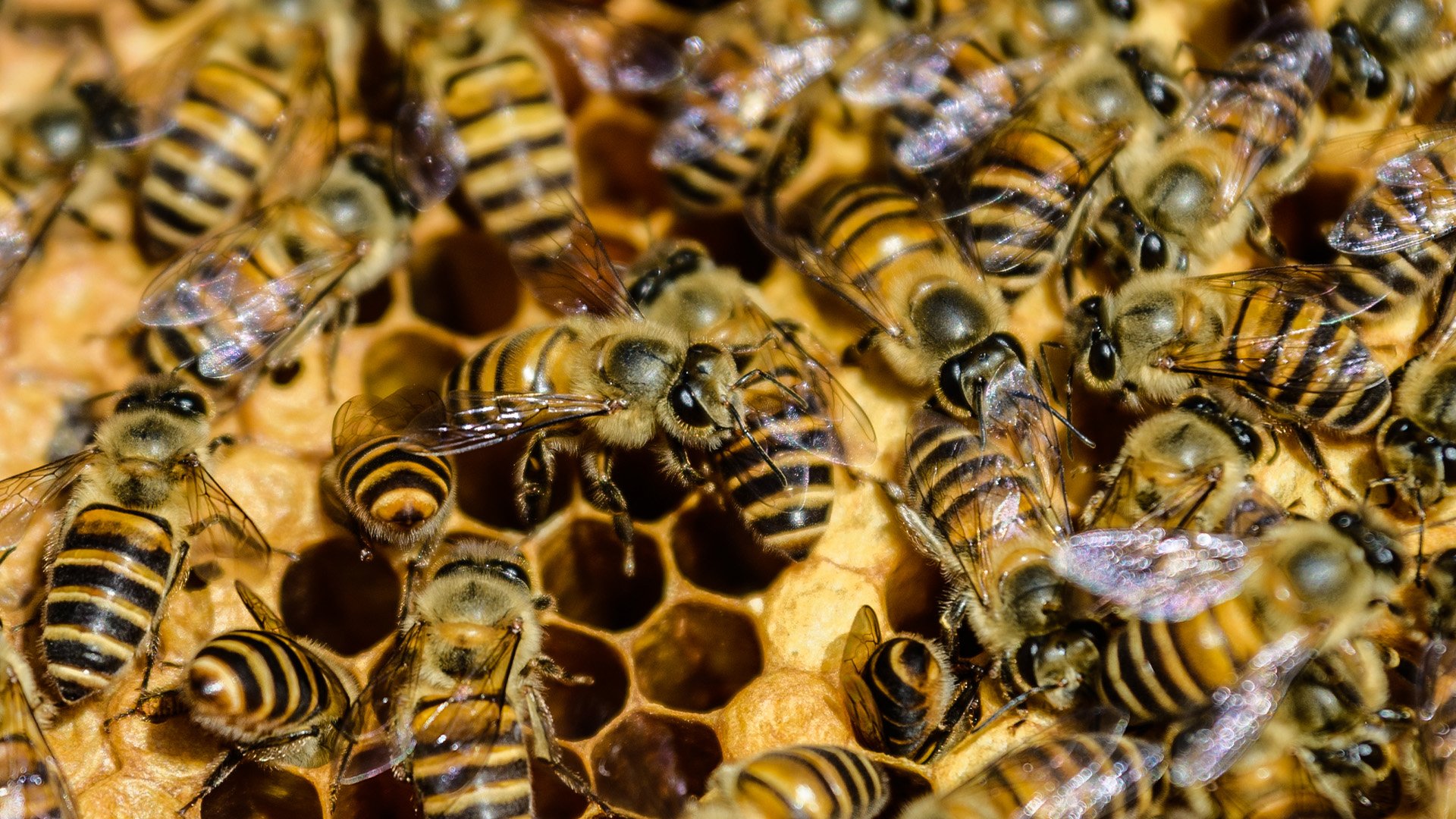 Bees are one of man's best friends, pollinating crops and producing honey, like his hive photographed on Dec.r 28, 2018, at beekeeper Yip Ki-hok's apiary in Hong Kong. But bee stings also can kill people. Photo by Anthony Wallace/AFP via Getty Images.