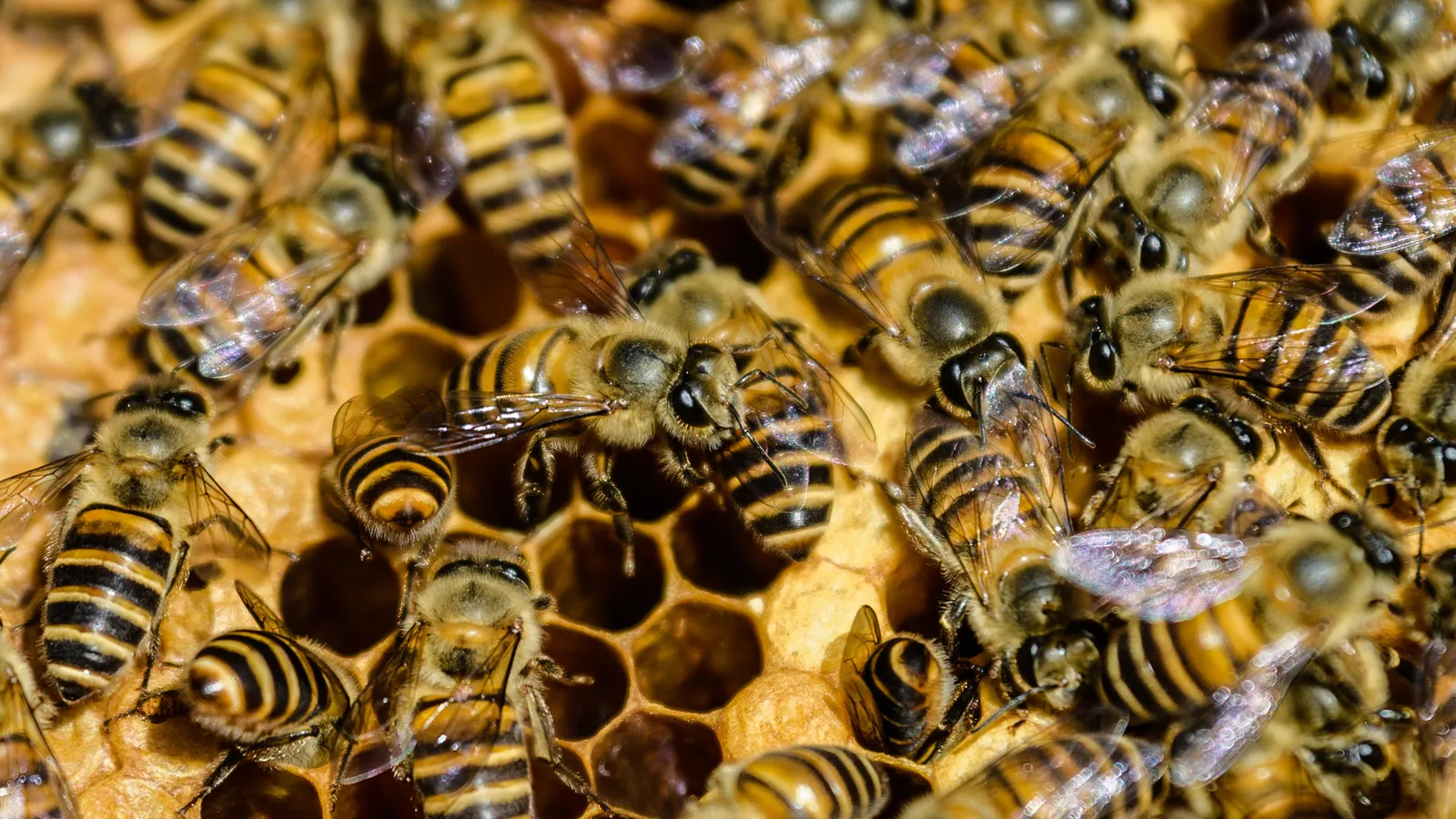 How First Responders Saved Ohio Man Stung Thousands of Times by Bees