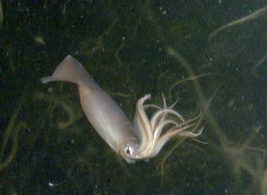 ambergris Humboldt squid