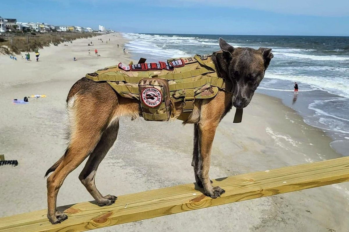 Joshua Rohrer veteran service dog Sunshine killed