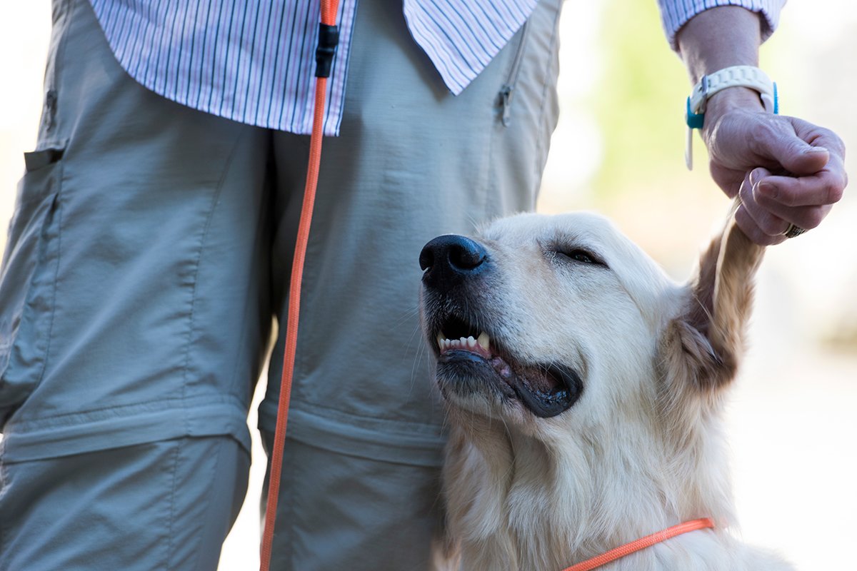 va service dog