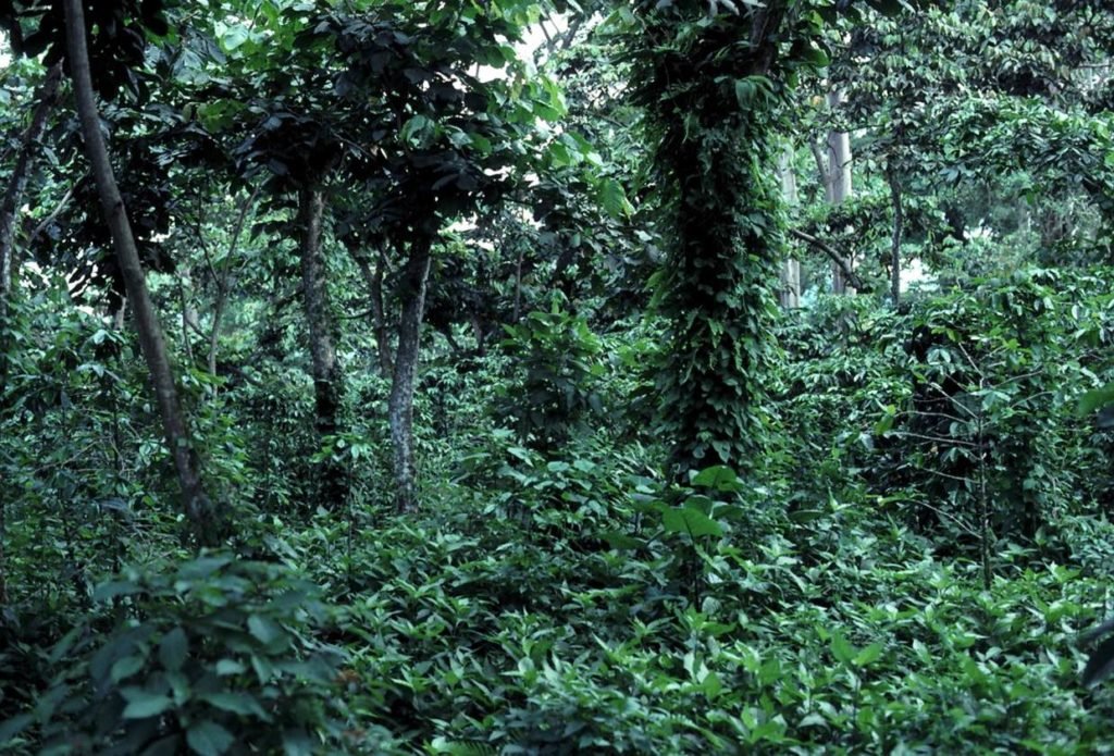 Shade coffee plantation in Guatemala. This image is typical of a traditional shade coffee plantation in which only some or none of the canopy has been removed and coffee crops have been added. Photo by John Blake, courtesy of Wikipedia.