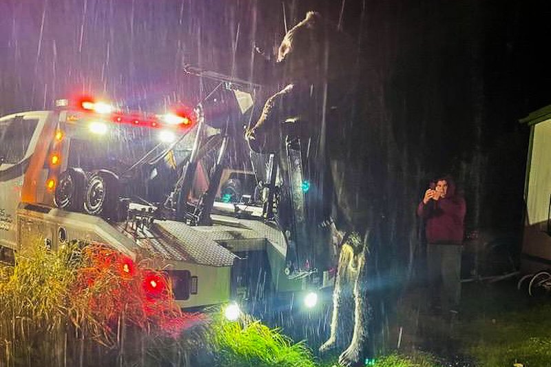 Tow Truck with Kodiak Bear