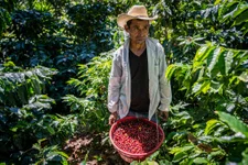 A farm worker harvests coffee in Guatemala. Photo by Marty Skovlund,  Jr./Coffee or Die Magazine.