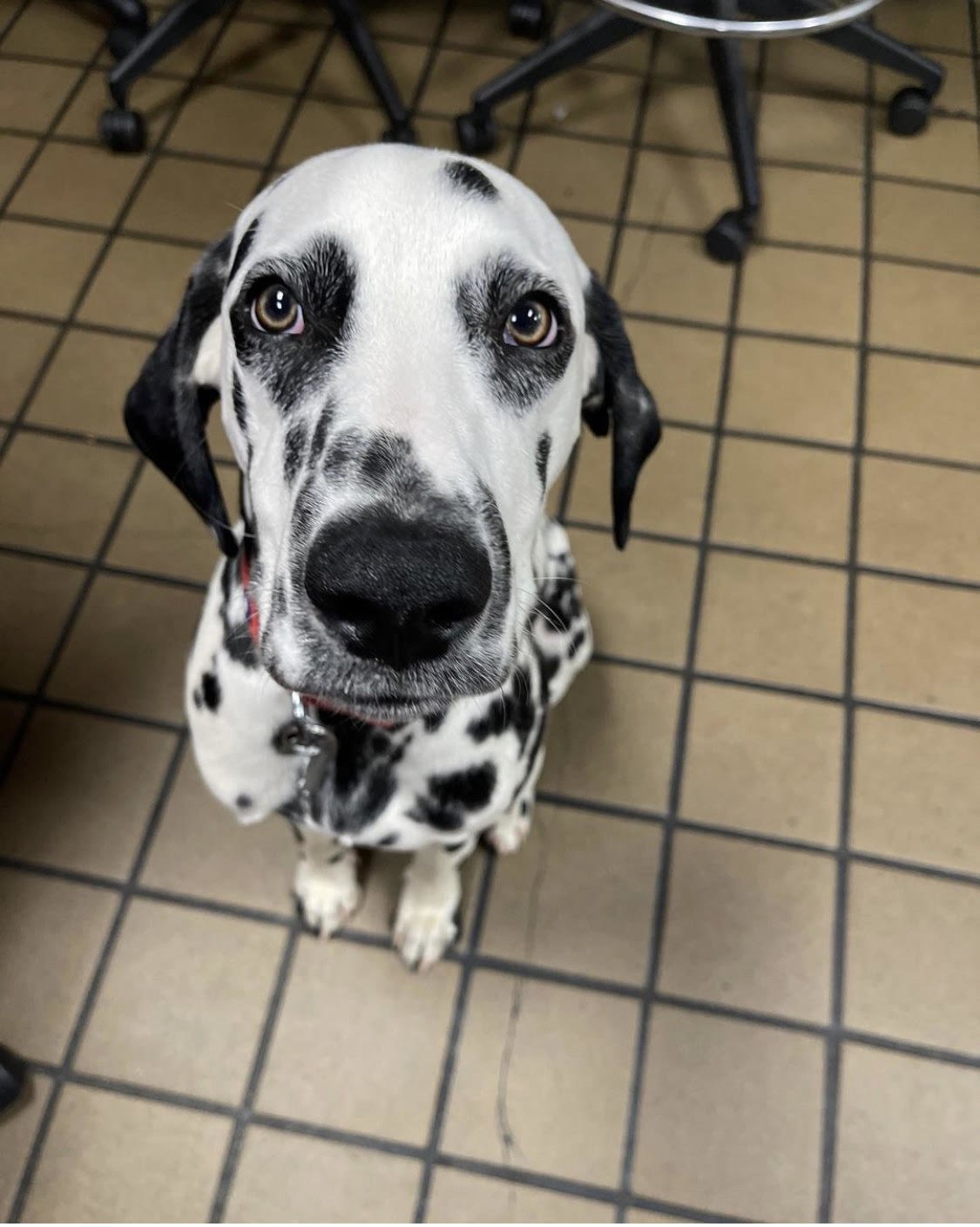 JT the Fire Dog Dalmatian coffee or die 