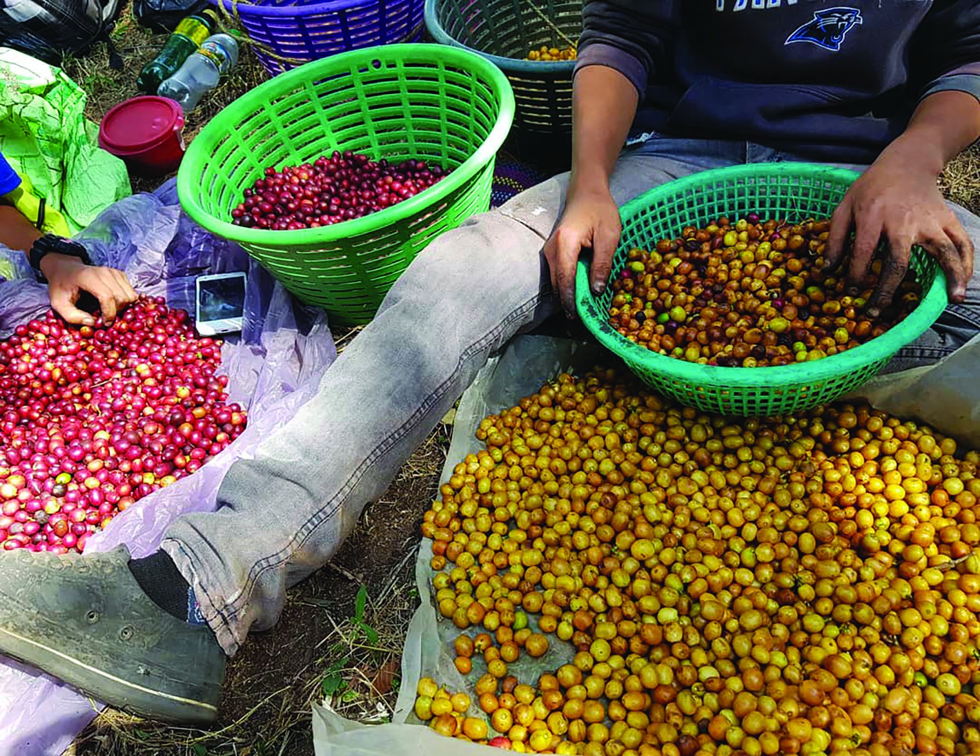 Guatemala coffee cherries