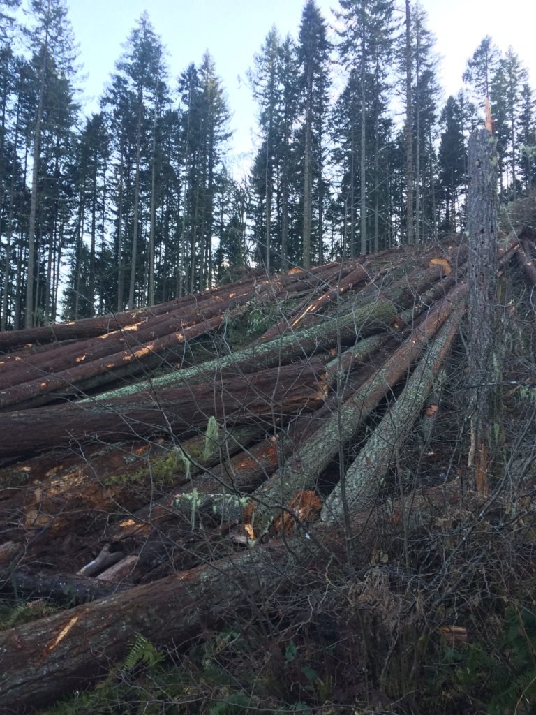 logging ranch