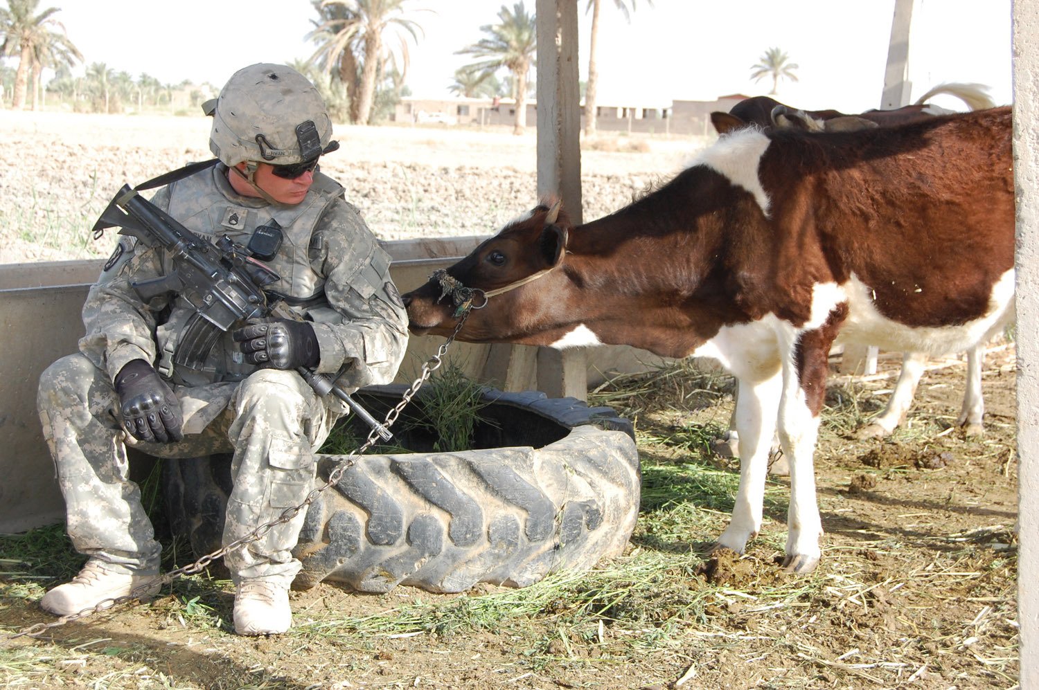 Staff Sgt. Chad Ryan, a Sterling, Ill., native, is greeted by a cow while taking a break during a patrol, May 12 in the East Anbar province, northwest of Baghdad. Ryan is a mortar section sergeant assigned to Headquarters and Headquarters Company, 1st Battalion, 27th Infantry Regiment “Wolfhounds,” 2nd Stryker Brigade Combat Team “Warrior,” 25th Infantry Division, Multi-National Division – Baghdad. (U.S. Army photo/Staff Sgt. J.B. Jaso III)