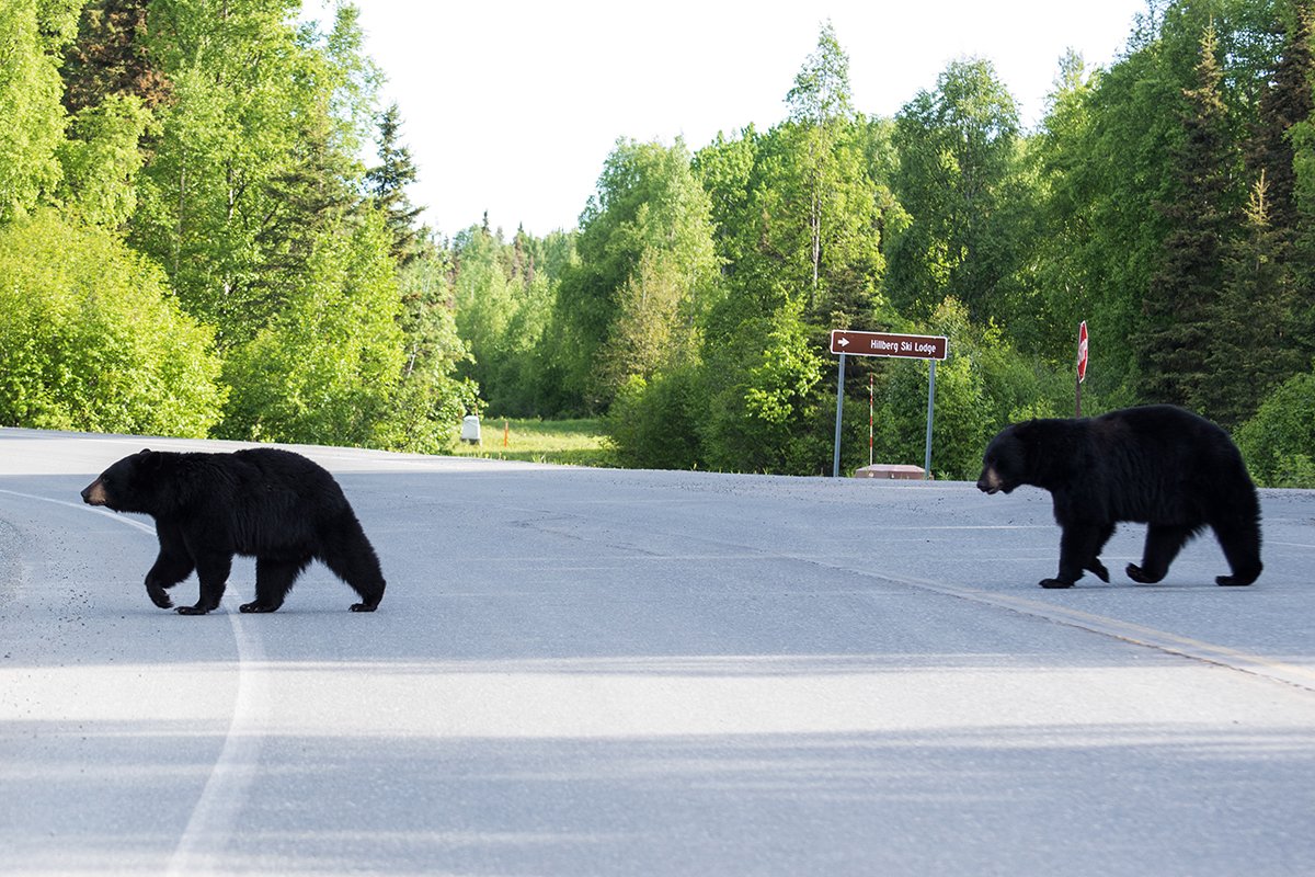 black bears