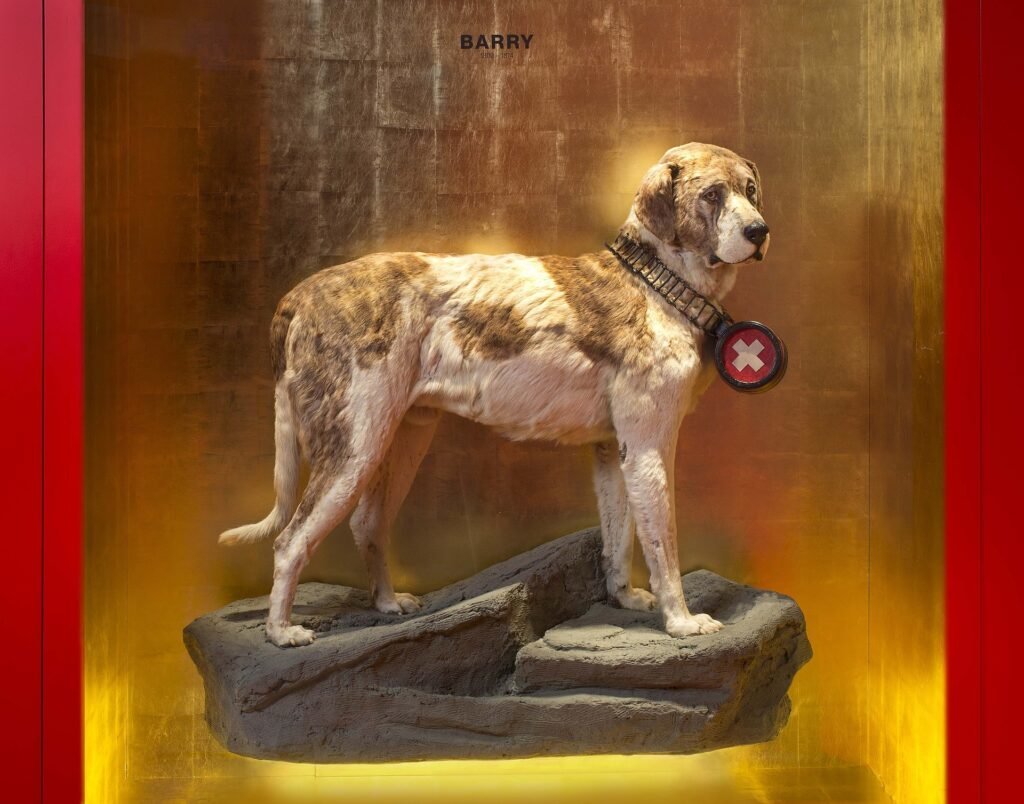 Barry, the famous Saint Bernard rescue dog, is currently on exhibit in the Natural History Museum in Bern, Switzerland. Photo courtesy of Wikimedia Commons.