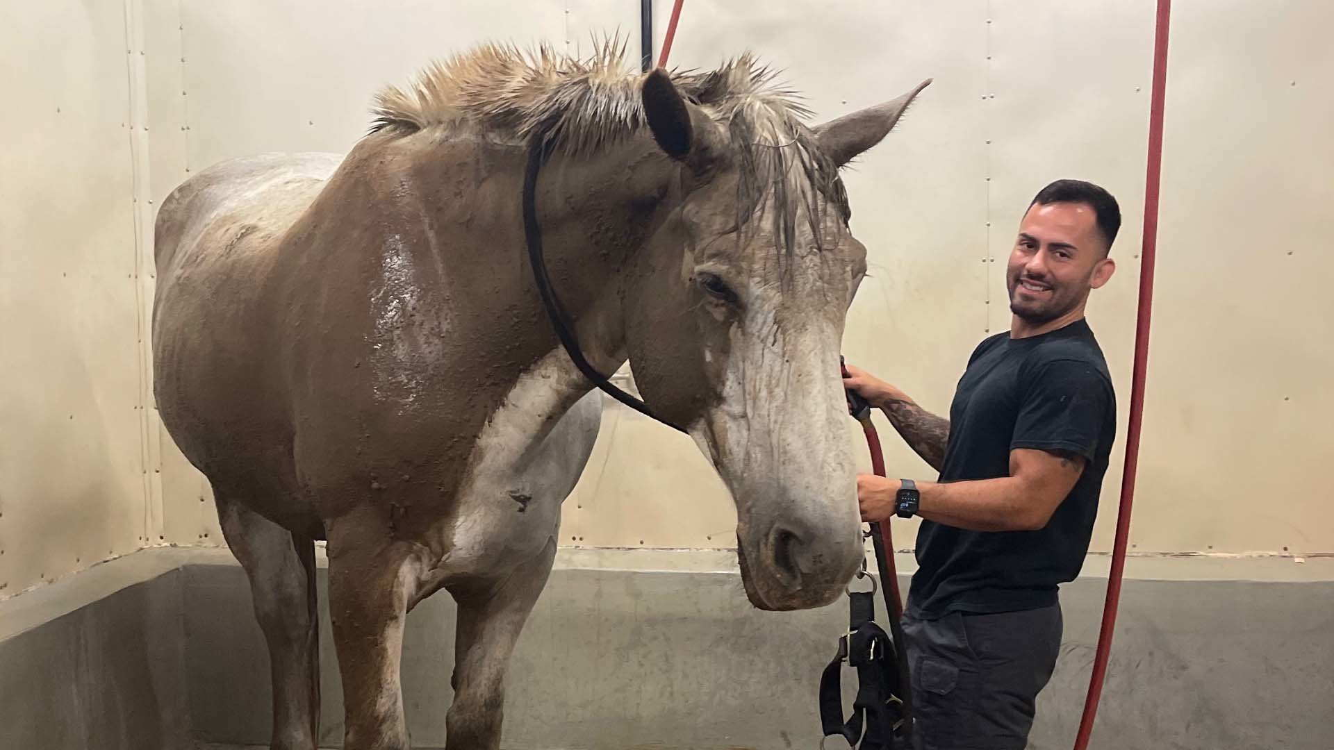 Hercules would roll in the mud or dirt every night. So, Officer Juan Restrepo knew he'd have to give his partner a bath at the department's stable before they went out on patrol. Atlanta Police Department photo.