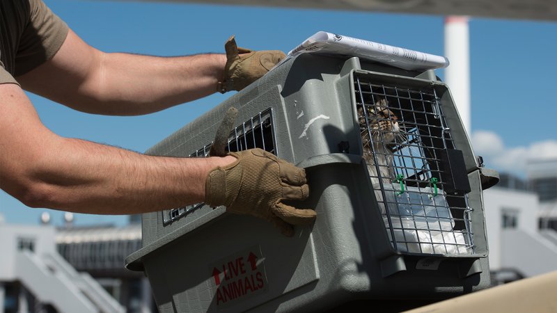cat military pets pcs moves