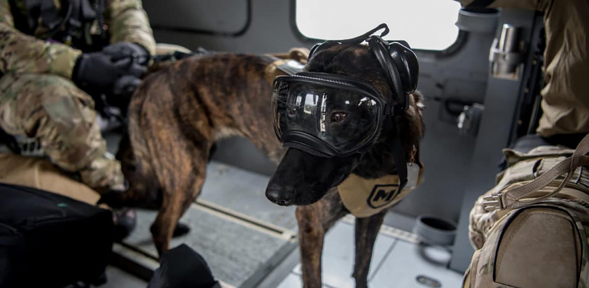 This is Callie, the only search and rescue dog in the entire U.S. military.