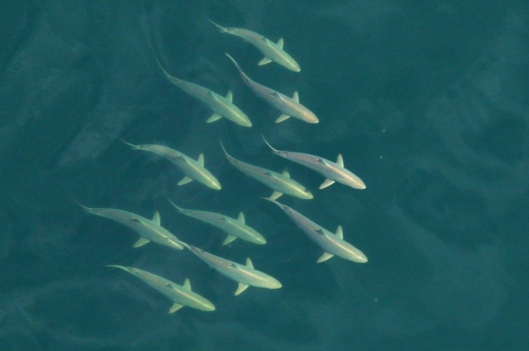 spinner sharks