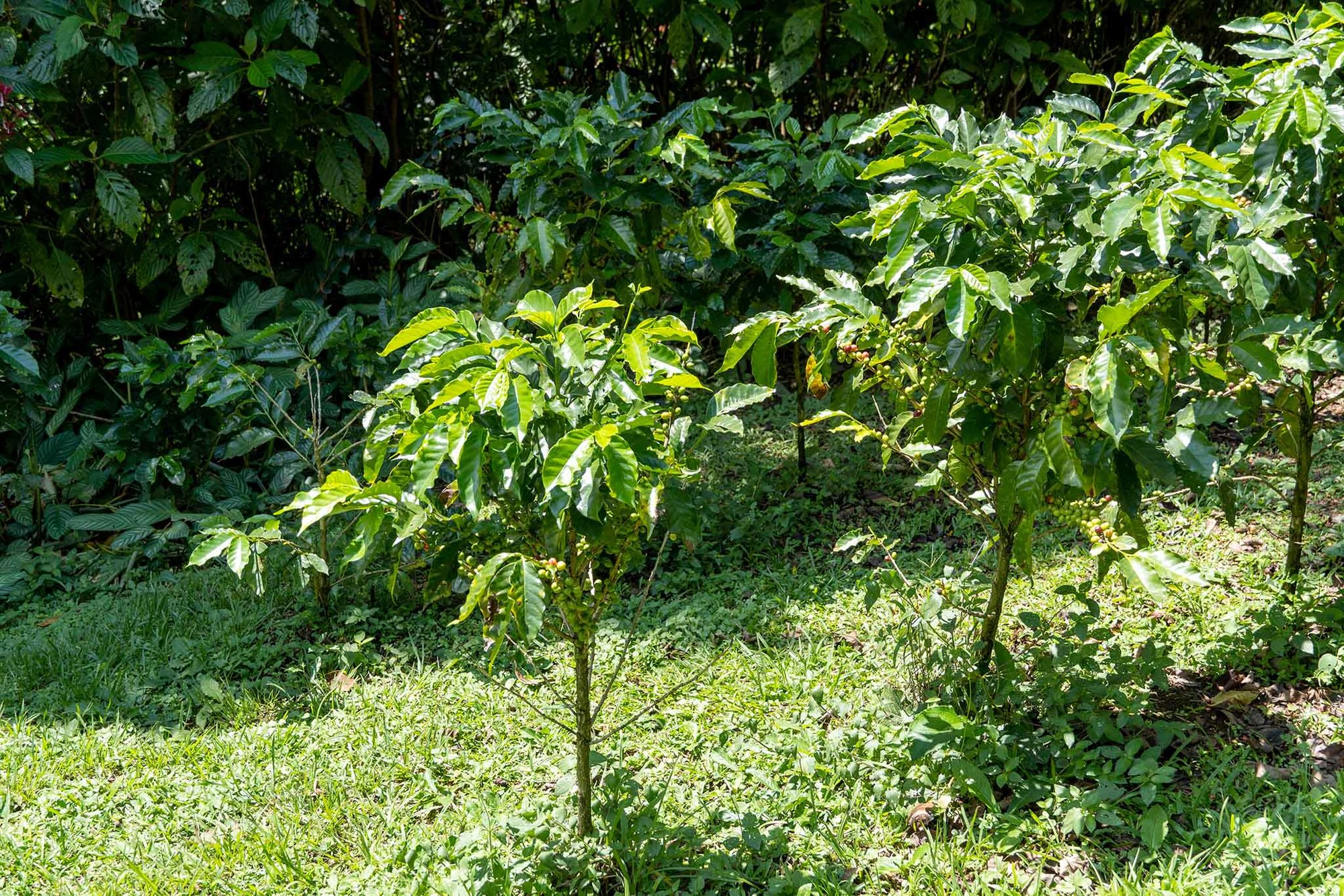 Costa Rican coffee farm