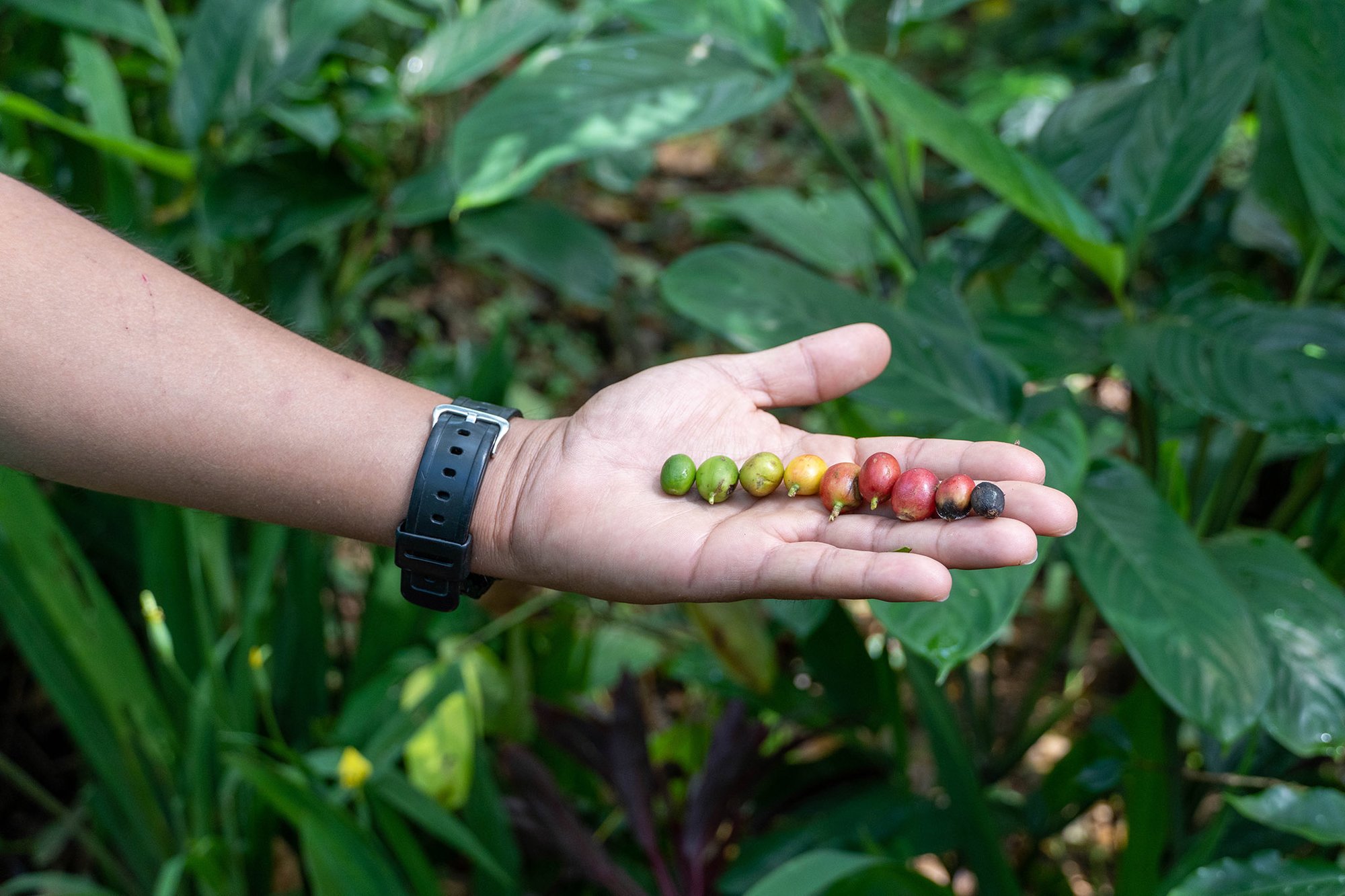 Costa Rican coffee farm