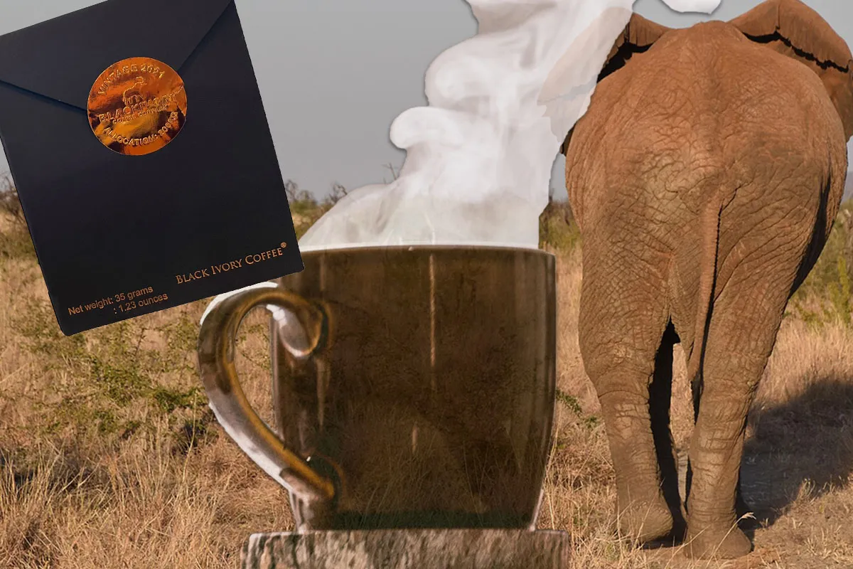 black ivory coffee, elephant poop coffee, golden triangle, indonesia