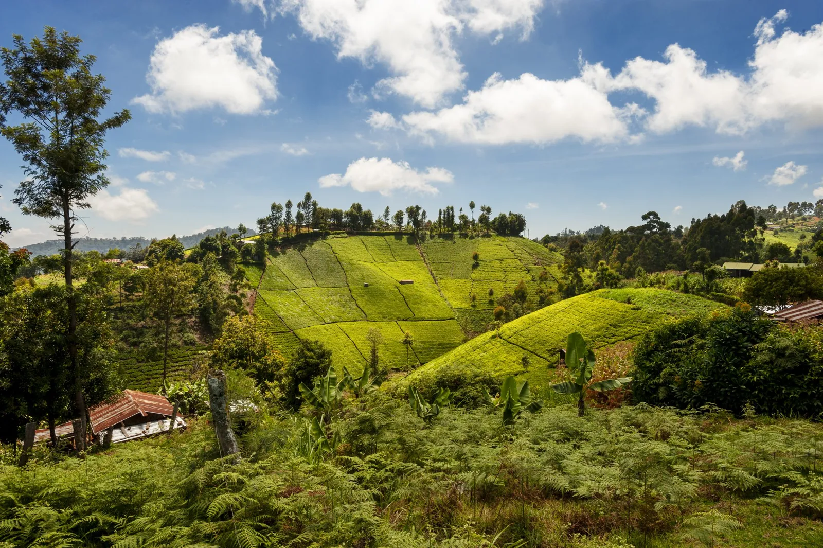 kenya, coffee