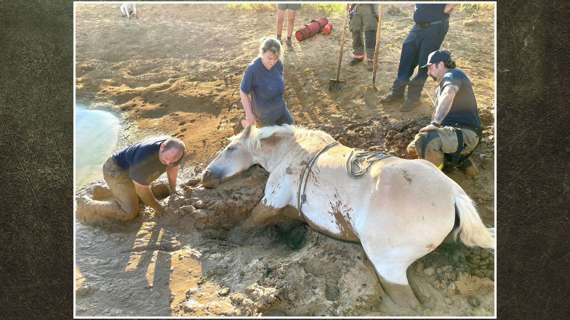Huge Belgian draft horse
