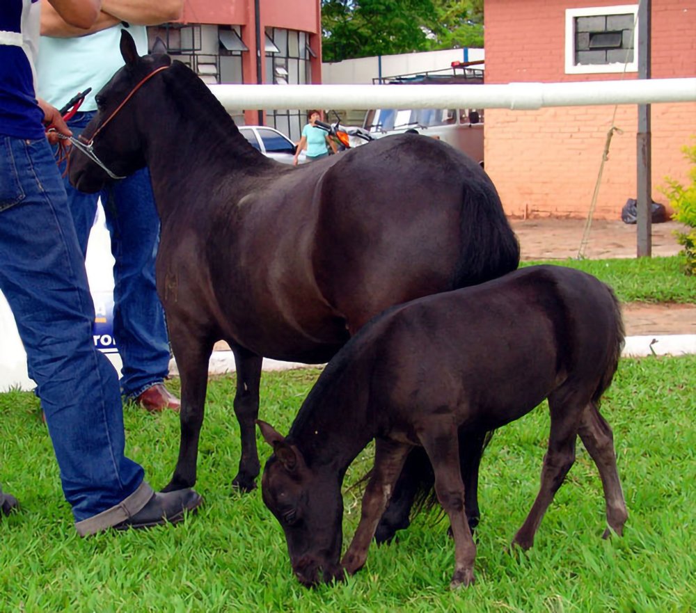 mini horse