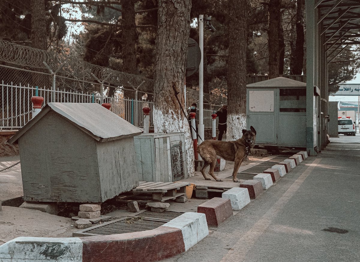 military working dog Afghanistan