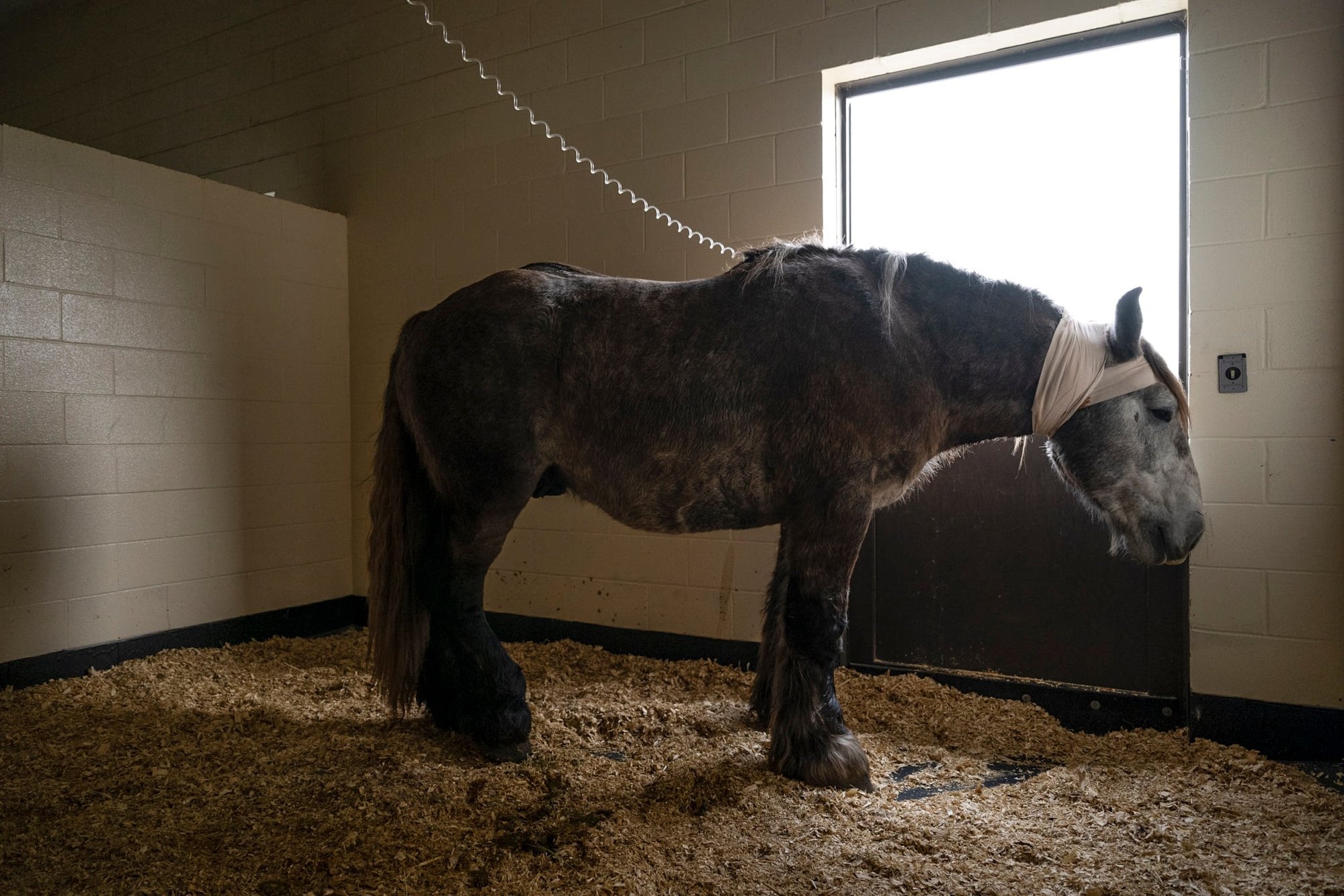 draft horse