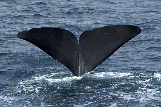 million dollar sperm whale poop