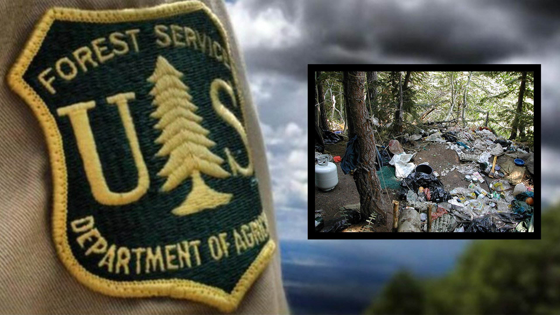 marijuana national forest