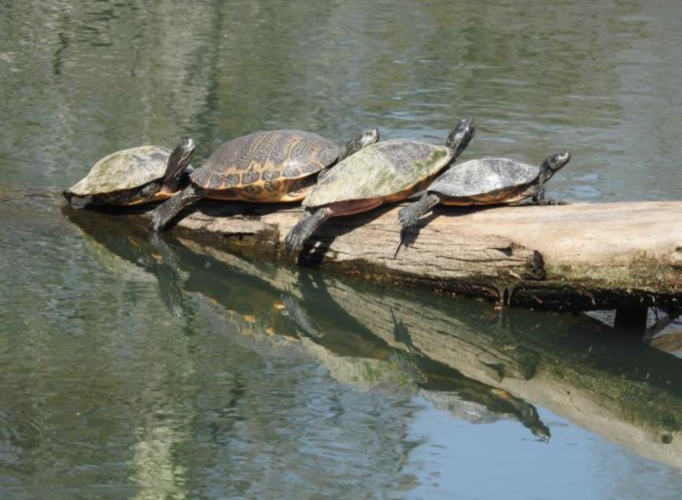 turtles