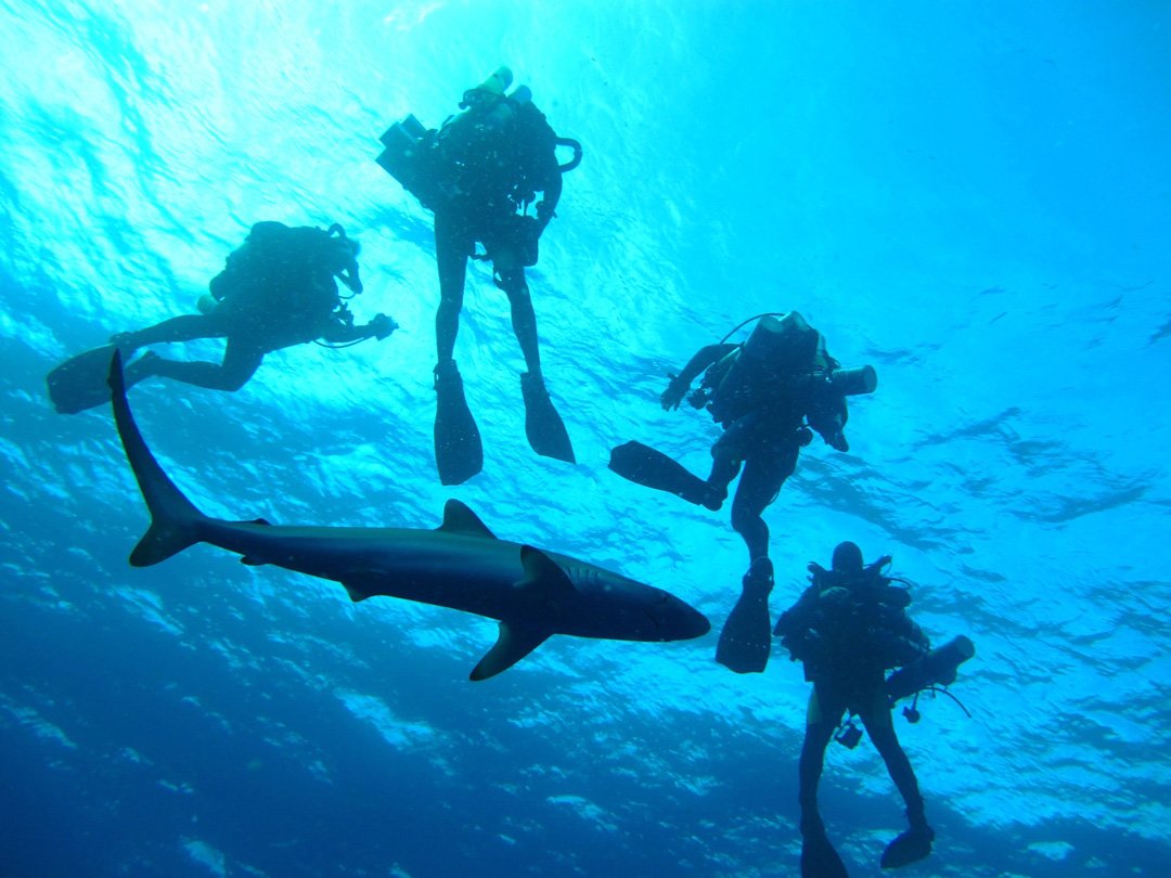 silky shark