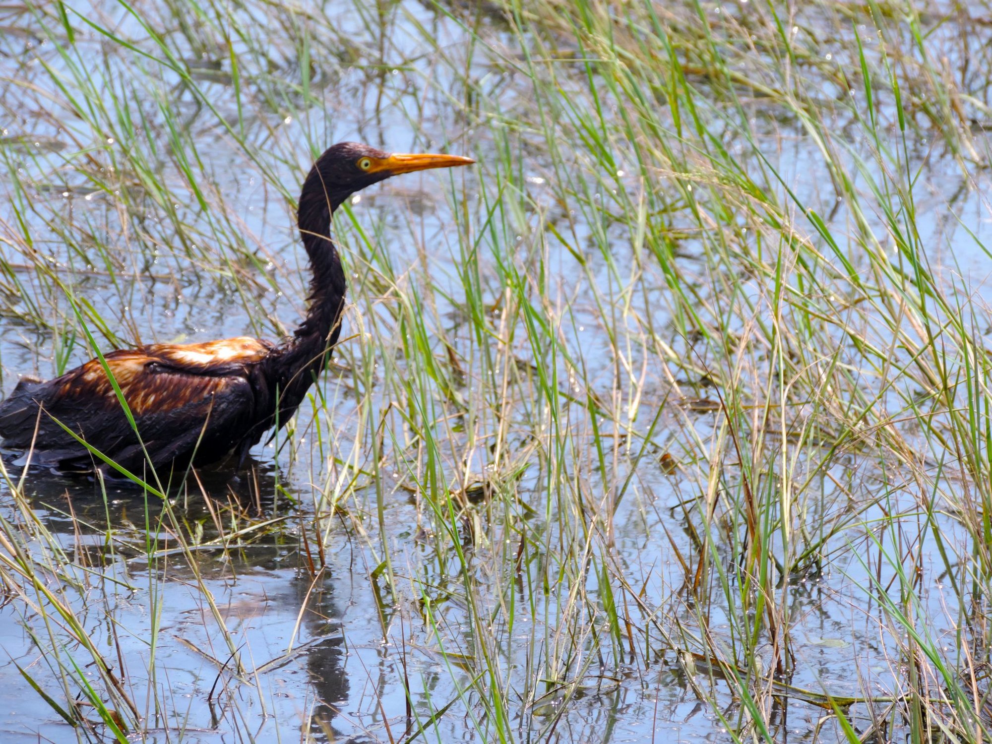 Ida oil spills