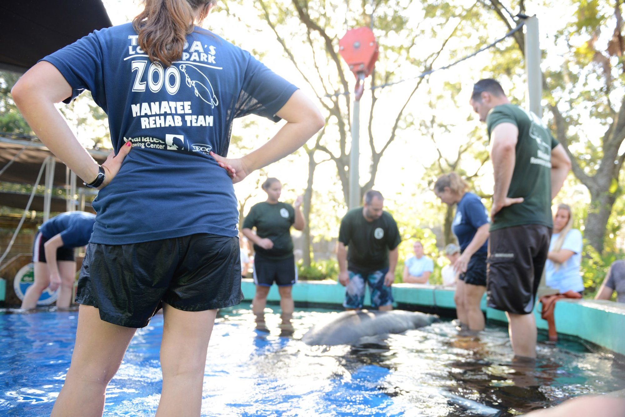 manatees