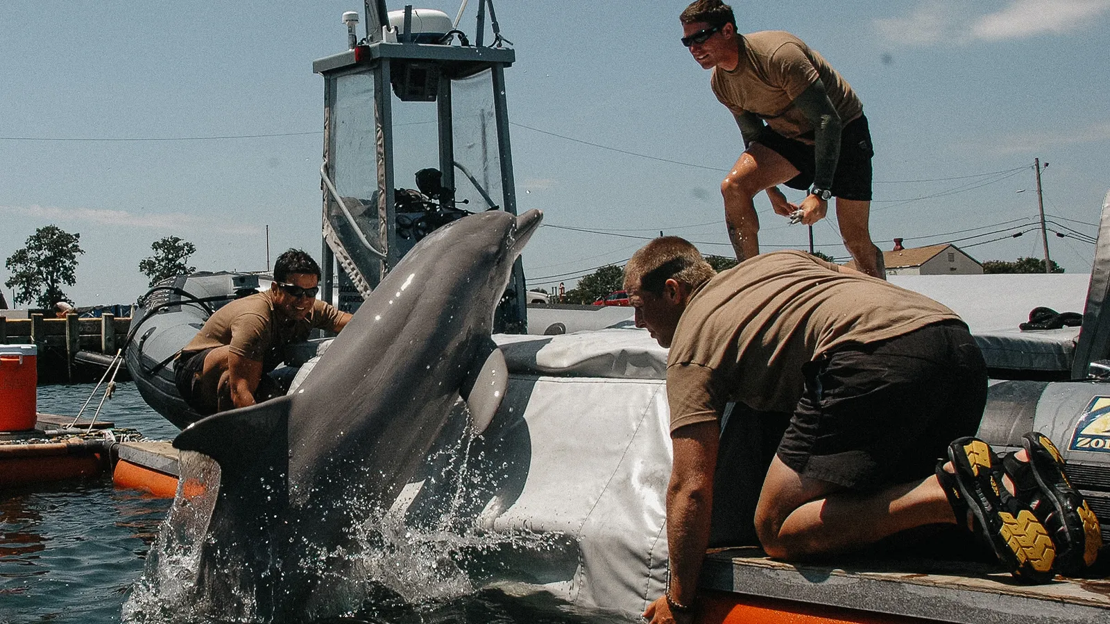 Navy dolphins