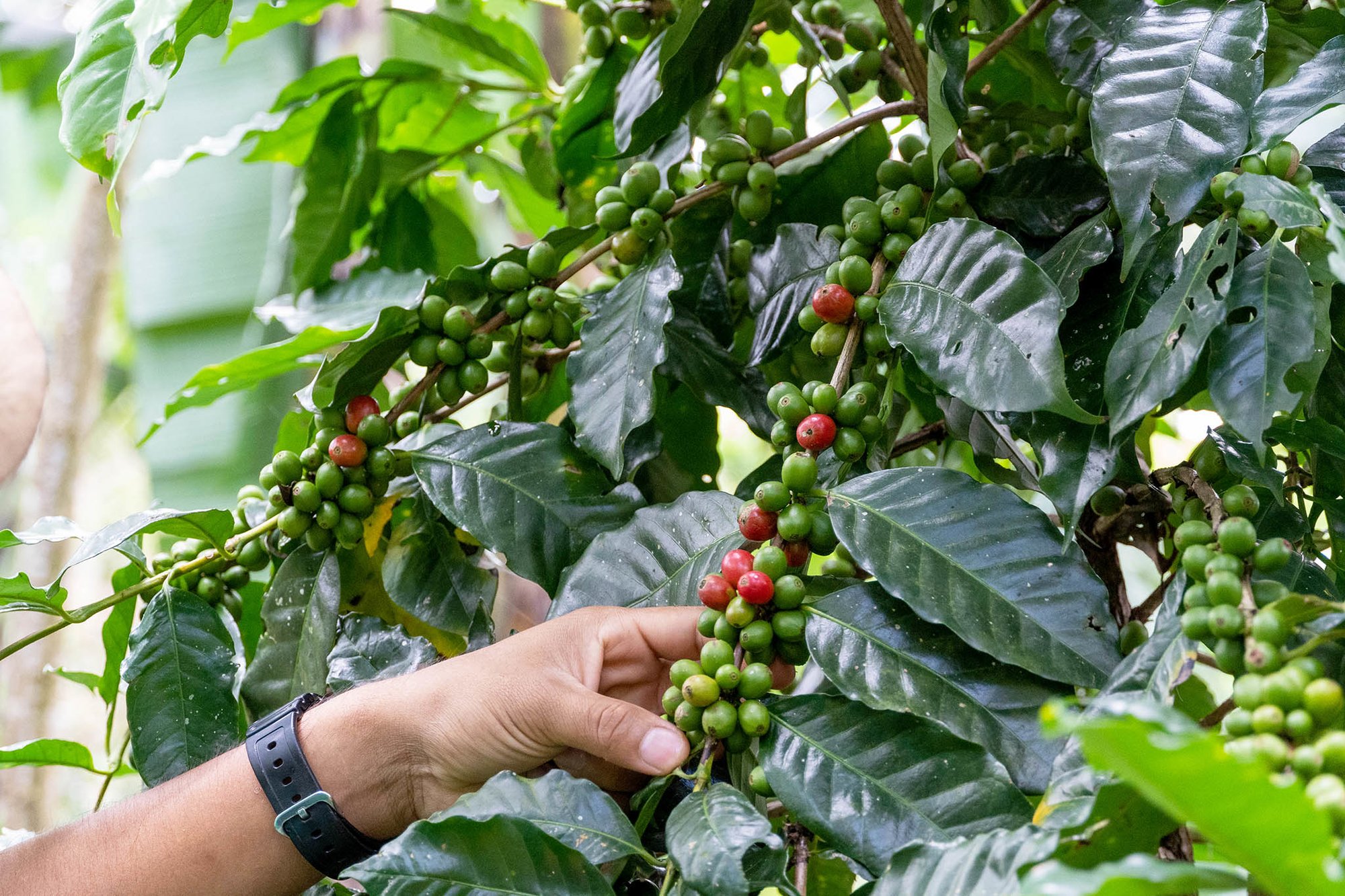 Costa Rican coffee farm