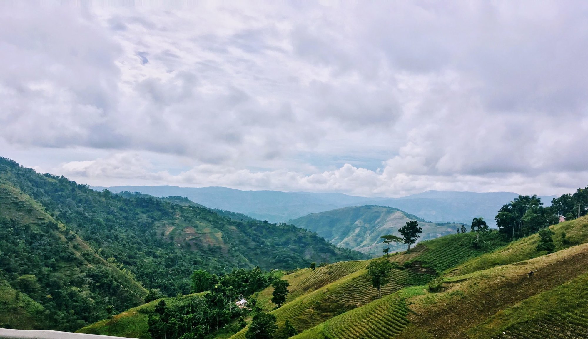 haitian blue coffee