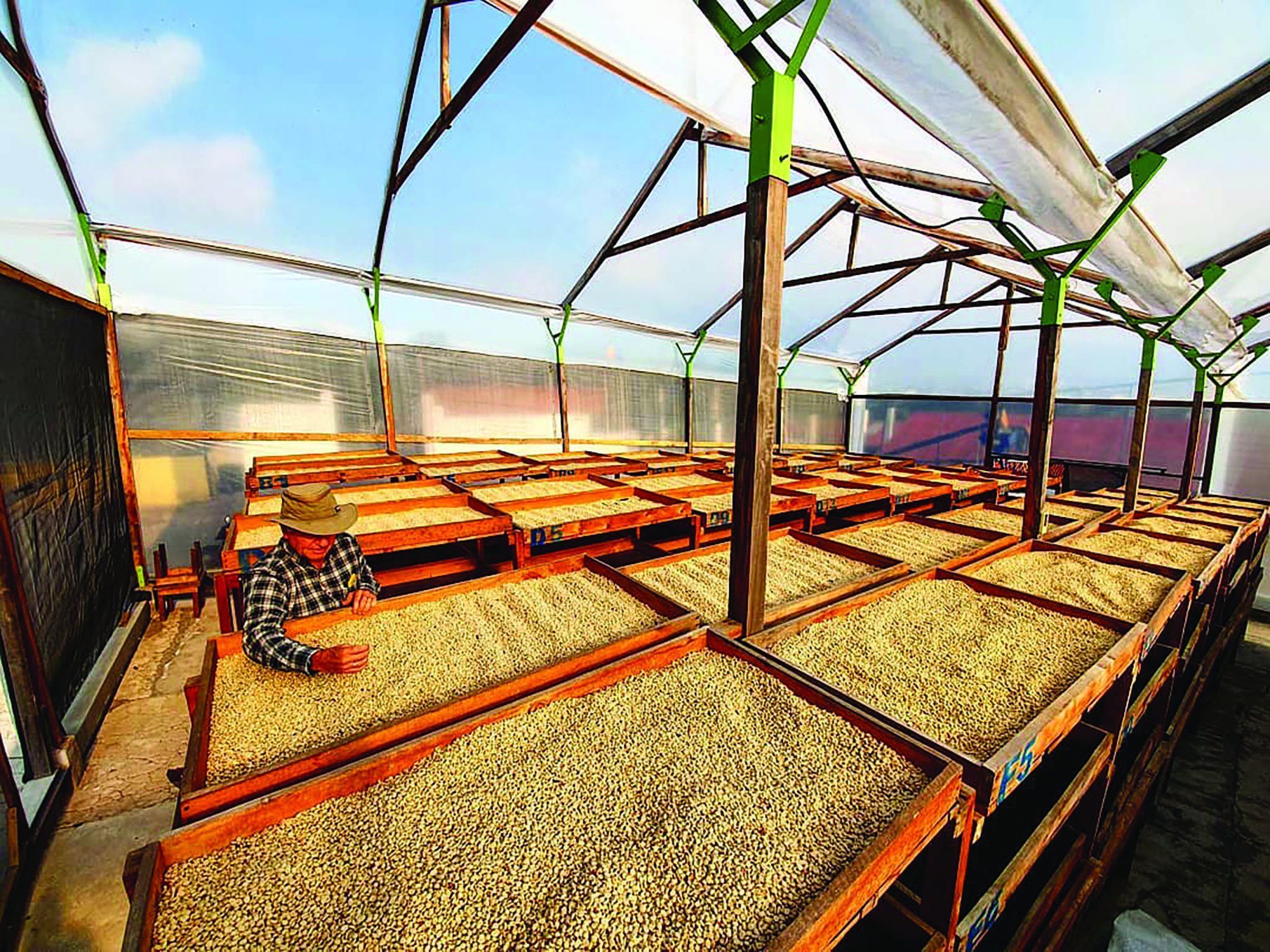 Guatemala washed coffee