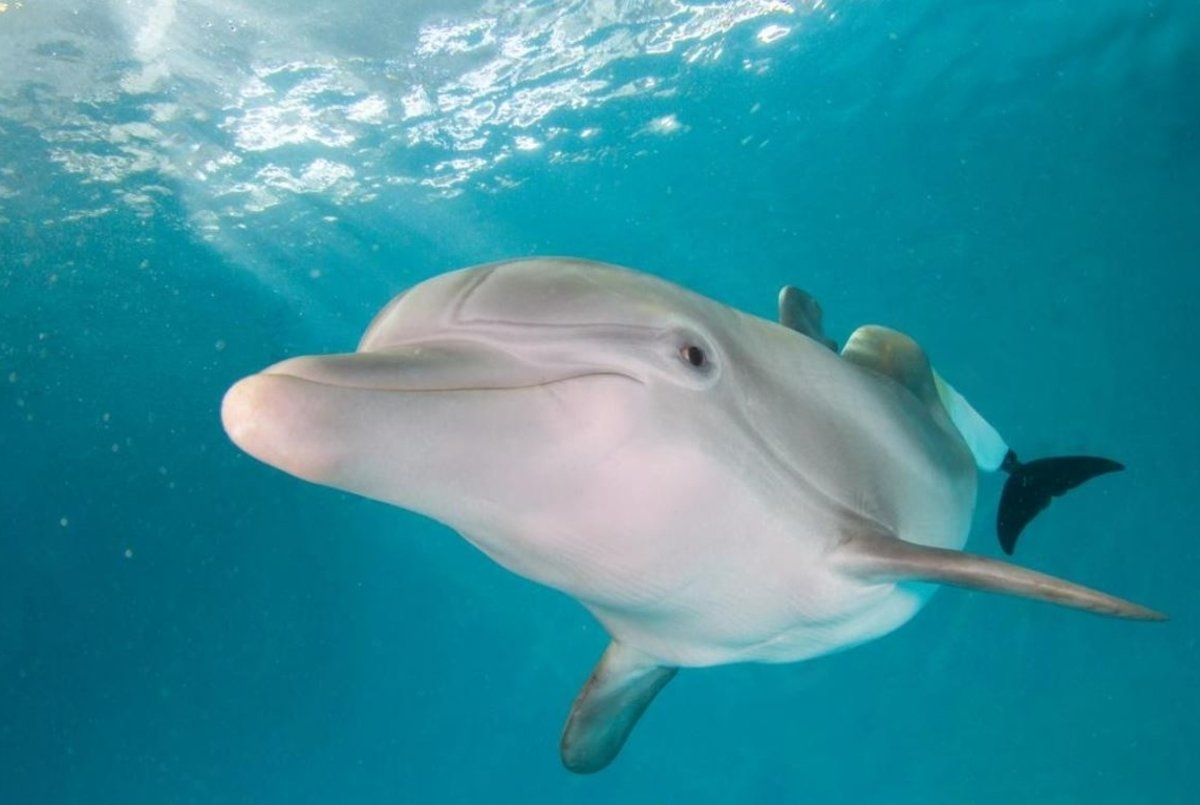 beloved Winter bottlenose dolphin